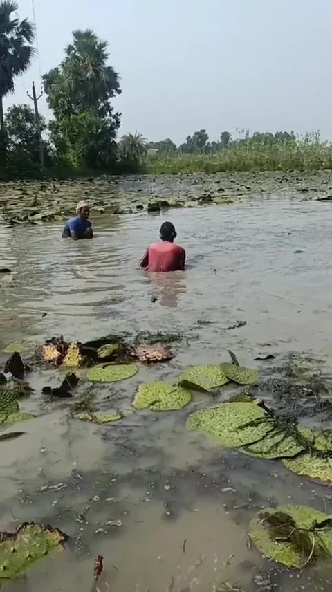 Makhana cultivation in a Bihar pond