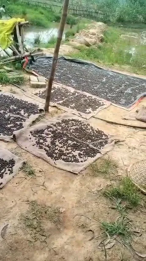 Makhana processing at Makhanley